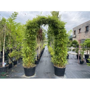 Bambus (Phyllostachys bissetii) - výška 250 cm, kont. 2xC60L – BRÁNA (-26°C)